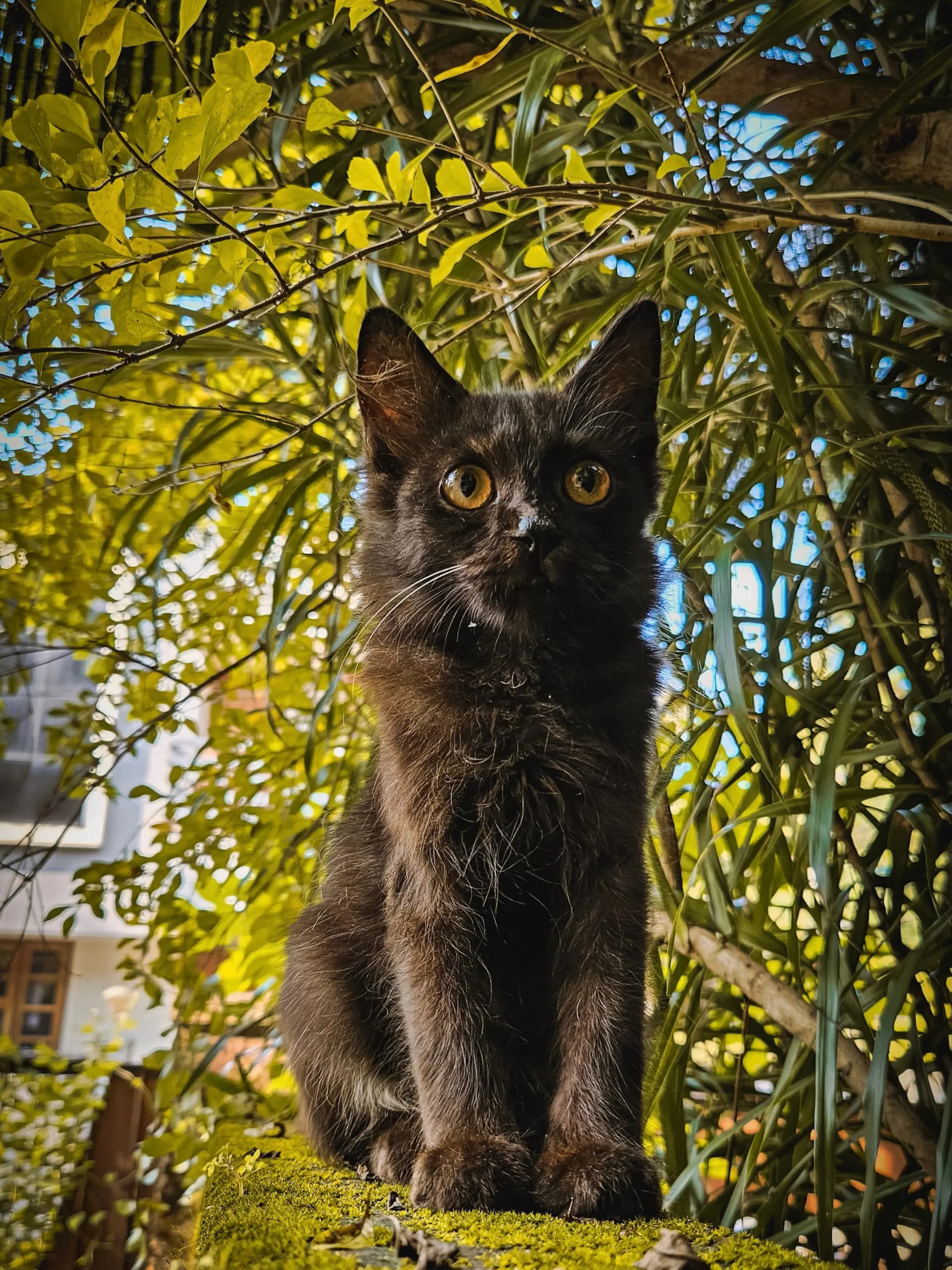 Black cat in natural light