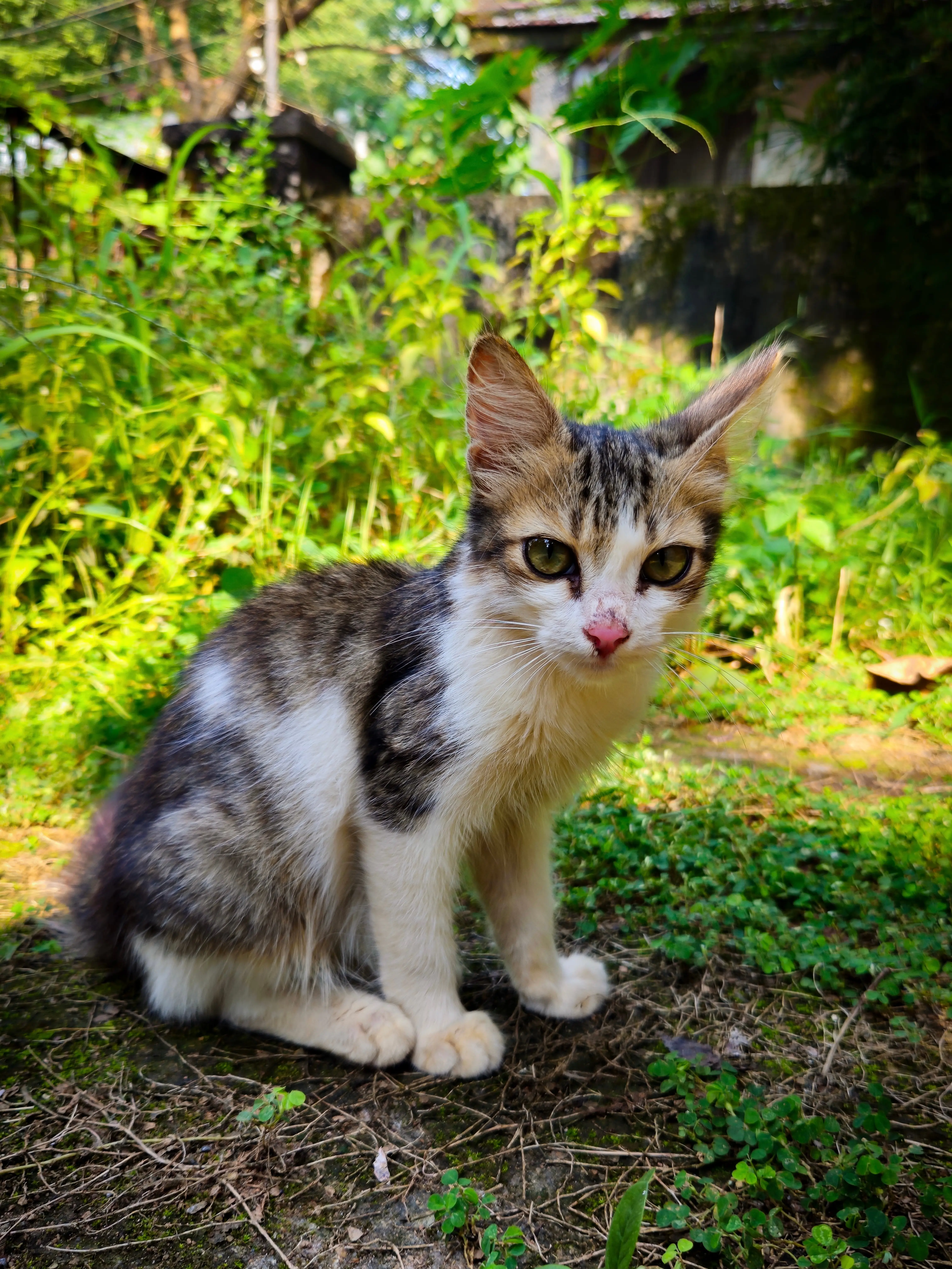 Cat sitting outside