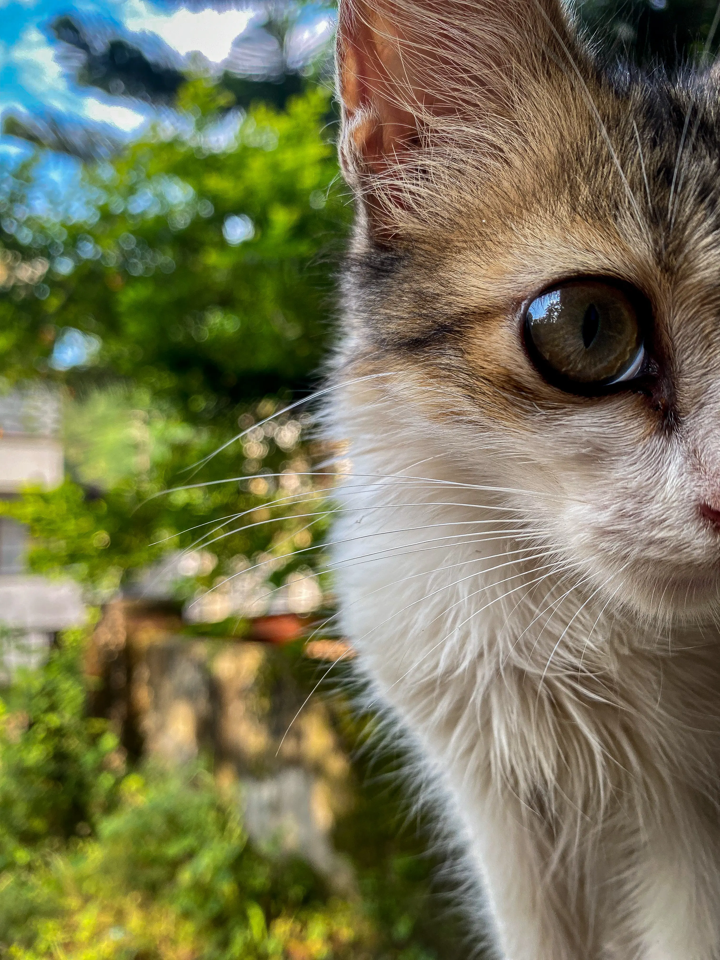 Close-up of a cat